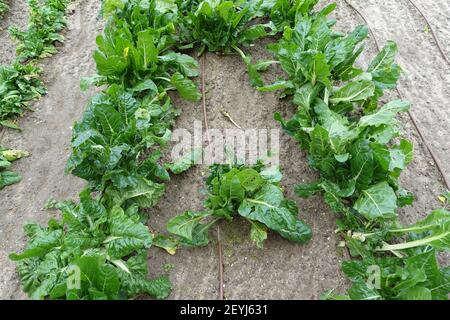 Beta vulgaris piante che crescono in un giardino di cucina Foto Stock