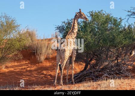 Giraffe (Giraffa Camelopardalis) mangiare, il deserto di Kalahari, Namibia. Foto Stock