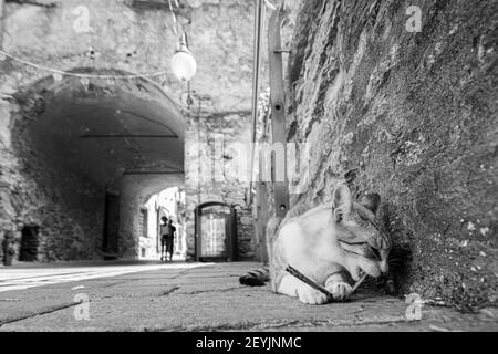 Un gatto morde un ramoscello di legno sul terreno in una strada di un villaggio, immagine orizzontale in bianco e nero Foto Stock