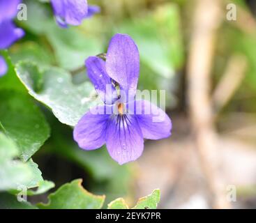 Macro dettaglio del fiore viola maschile (viola odorata). Giornata di sole a Munilla, la Rioja, Spagna. Foto Stock