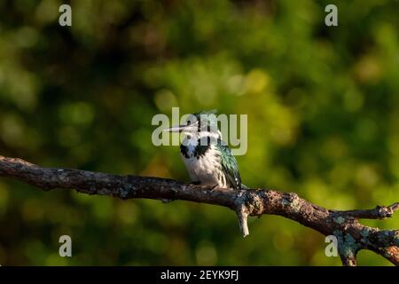 Martin pescatore verde (Chloroceryle americana), femmina adulto, Pantanal, Mato Grosso, Brasile. Foto Stock