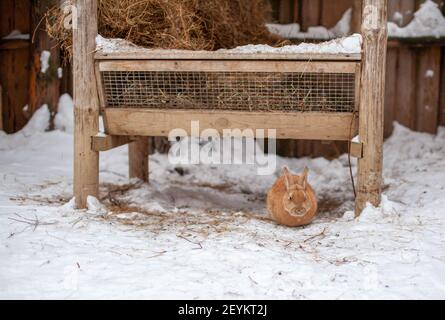 Bel coniglio rosso soffice in inverno in azienda agricola. Il coniglio si siede in attesa di cibo. Foto Stock