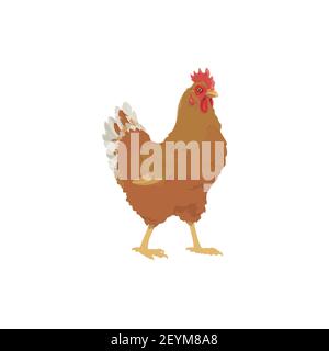 Gallina di pollo, icona dell'uccello di fattoria, pollame di agricoltura e pollame dell'uovo, vettore. Pollo gallina carne prodotto alimentare o macellaio fattoria uccello isolato simbolo Illustrazione Vettoriale