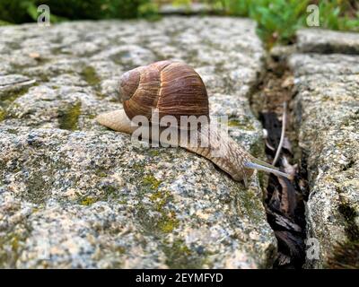 Lumaca su una roccia Foto Stock