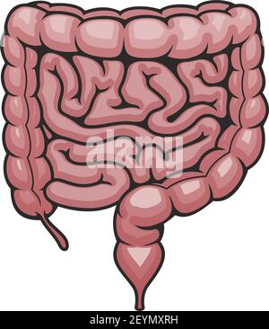 Intestino umano, vettore del sistema digestivo. Intestino crasso, intestino tenue e retto isolati Illustrazione Vettoriale