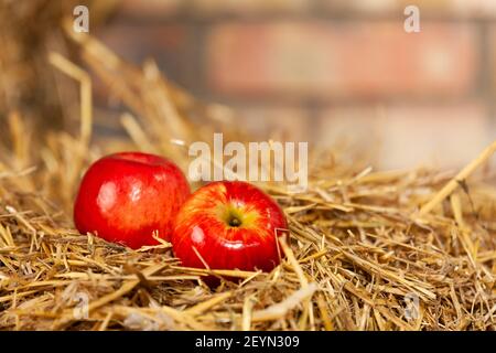 Due mele succose rosse mature giacciono sul fieno contro lo sfondo di un muro di mattoni, uno spazio di copia. Foto di alta qualità Foto Stock