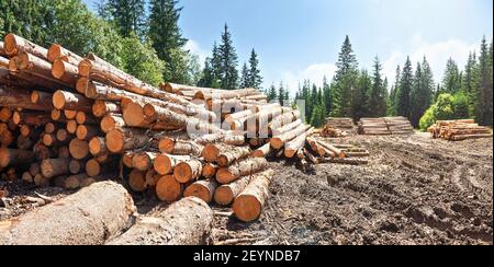 Mucchio di tronchi di legno raccolti in foresta, alberi con cielo blu sopra lo sfondo Foto Stock