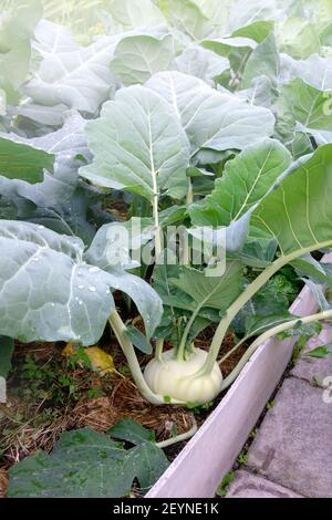 kohlrabi nel giardino. Kohlrabi pianta di cavolo in un giardino ecologico della fattoria. Messa a fuoco selettiva. Foto Stock