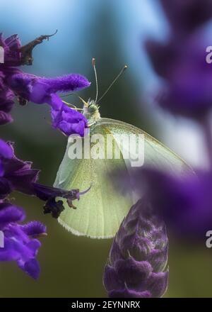 Estremo primo piano di alimentazione della farfalla di cavolo in fiore di salvia Foto Stock