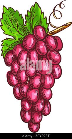 Mazzetto di uva rosa isolato bacche rosse mature. Vector muscat o uve cardinal, bacche a grappolo Illustrazione Vettoriale