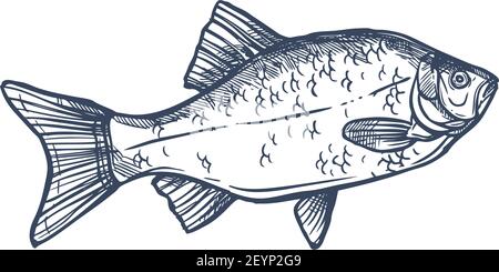 Schizzo monocromatico Carassius carassius isolato crogiano. Vettore famiglia comune di carpe Cyprinidae, trofeo di pesca sportiva. Carpa prussiana Carassius gibelio, h Illustrazione Vettoriale