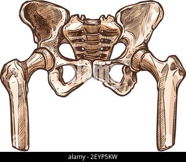 Scheletro dell'anca pelvica ossa pelviche isolate. Vettore parte inferiore del tronco del corpo umano Illustrazione Vettoriale