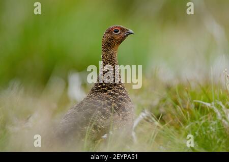 Femmina Rosso Grouse in piedi in brughiera. Foto Stock