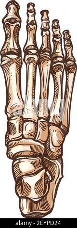 Schizzo isolato dello scheletro delle ossa dei piedi. Vettore dettagliato anatomia umana, metatarsale e ossa tarsali Illustrazione Vettoriale