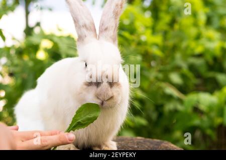 grande coniglio bianco adulta spaventato si siede su un ceppo di albero contro lo sfondo di prato verde. Lepre in gnaws di prato selvatico e mangia l'erba in primavera o in estate Foto Stock