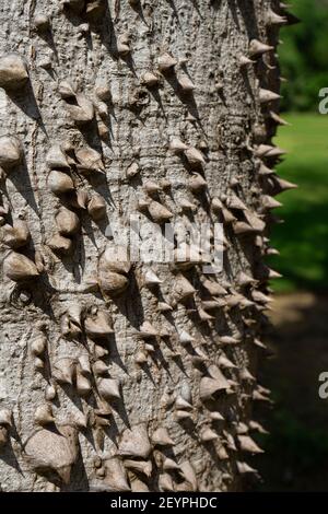 Primo piano di un grande tronco di seta Ceiba Speciosa con spine spinose. Riviera Maya, Messico Foto Stock