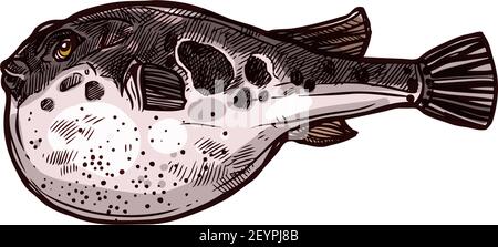 Purrerfish isolato vettore giapponese fugu pesce disegno a mano. Vettore di pesce velenoso con stomaco gonfio, esotico animale marino tossico. Bogeo o bok p Illustrazione Vettoriale