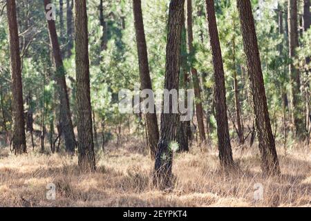 Soleggiata pineta vicino Pirou in inverno, Normandia, Francia Foto Stock