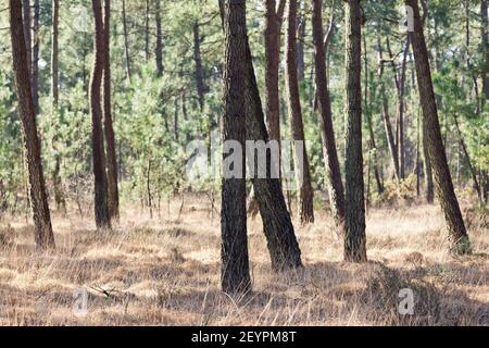 Soleggiata pineta vicino Pirou in inverno, Normandia, Francia Foto Stock