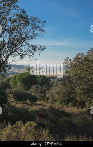 Vista sulla natura di campo de San Isidro (la dehesa), Badajoz, Estremadura, Spagna. Foto Stock