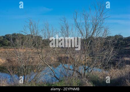 Vista sulla natura di campo de San Isidro (la dehesa), Badajoz, Extremadura, Spagna, Stagno . Foto Stock