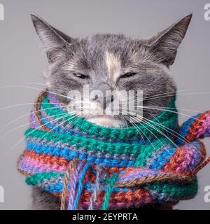 Un gatto sgranato, avvolto in una sciarpa multicolore lavorato a maglia, guarda con precisione alla macchina fotografica. Isolato, sfondo grigio. Foto Stock