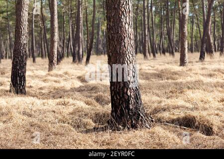 Soleggiata pineta vicino Pirou in inverno, Normandia, Francia Foto Stock