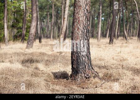 Soleggiata pineta vicino Pirou in inverno, Normandia, Francia Foto Stock