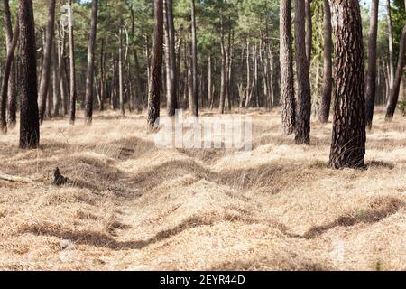 Percorso attraverso una soleggiata pineta vicino Pirou in inverno, Normandia, Francia Foto Stock