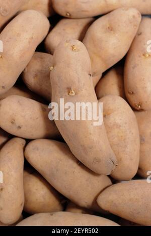 Piantando patate in un giardino. Patate da semina snocciolate - Solanum  tuberosum 'Ratte' secondi orecchi - pronti per piantare in una trincea Foto  stock - Alamy