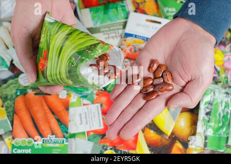 Controllare i pacchetti di seme vegetale davanti alla stagione crescente. Nella foto: Semi di fagioli di runner. REGNO UNITO Foto Stock