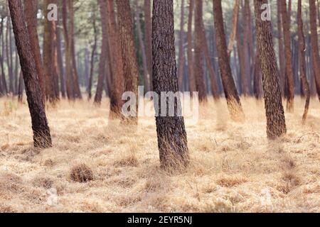 Prateria in una soleggiata pineta vicino Pirou in inverno, Normandia, Francia Foto Stock