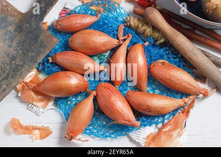 Set di scalogni pronti per piantare fuori in un giardino domestico della cucina. Nella foto: Allium cepa aggregatum 'Longor' scalogni di banana. REGNO UNITO Foto Stock