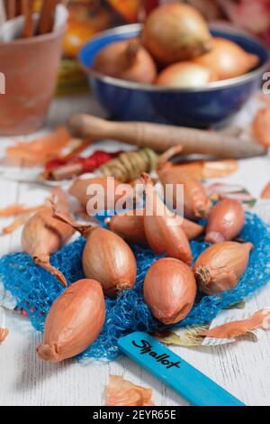 Set di scalogni pronti per piantare fuori in un giardino domestico della cucina. Nella foto: Allium cepa aggregatum 'Longor' scalogni di banana. REGNO UNITO Foto Stock