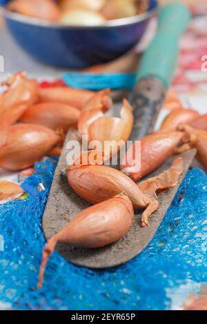 Set di scalogni pronti per piantare fuori in un giardino domestico della cucina. Nella foto: Allium cepa aggregatum 'Longor' scalogni di banana. REGNO UNITO Foto Stock