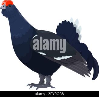 Grouse nero o cazzo uccello selvatico vettore isolato icona. Caccia uccelli ricatti o zoo Illustrazione Vettoriale