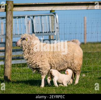 East Lothian, Scotland, United Kingdom, 6th March 2021. UK Weather: Spring lambs in sunshine. Shetland sheep twin lambs are let out into a pen in a field for the first time after being born in a barn several weeks ago. An orange ear tag for a female lamb and a blue ear tag for a male lamb. A white lamb has a reassuring suckle from the mother ewe Foto Stock