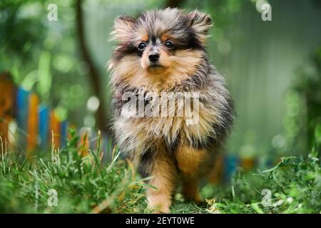 Pomeranian Spitz cucciolo in giardino. Carino cane pomeranian a piedi. Cucciolo di colore nero, grigio e marrone. Famiglia amichevole divertente Spitz pom cane, verde erba bac Foto Stock