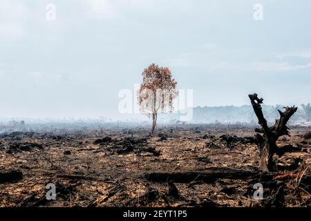 Vista della foresta bruciata a Meulaboh. Cinque ettari di peatlands in Gampong Peunaga Cut Ujong, Meureuobo, Aceh occidentale era sul fuoco che ha iniziato da Sabato, 27 febbraio 2021, il suo mantenimento si è sparso a causa dei forti venti caldo atmosferica. Oltre ai peatlands, gli incendi si sono allargati anche ad alcune delle piantagioni di palme da olio. L'effetto nebbia ha cominciato a coprire l'area della città di Meulaboh e intorno. Il Coordinatore del Centro di controllo operativo (PUSDALOPS) dell'Agenzia per la gestione dei disastri distrettuali dell'Aceh occidentale (BPBD), Mashuri ha affermato che gli sforzi per spegnere l'incendio nella zona dei peatlands a Peunaga C. Foto Stock
