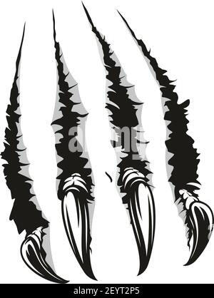 Artigli graffi di animali selvatici. Tigre vettoriale, orso o gatto mostro artiglio strappato slash Illustrazione Vettoriale