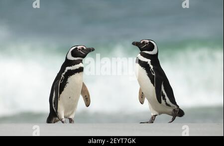 Due pinguini magellanici su una spiaggia di sabbia nelle Isole Falkland. Foto Stock