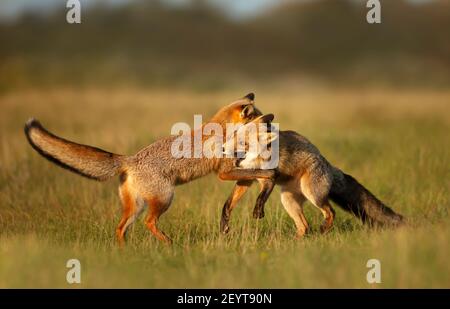 Primo piano di due cuccioli di volpe rosse (Vulpes vulpes) che giocano nel campo dell'erba. Foto Stock