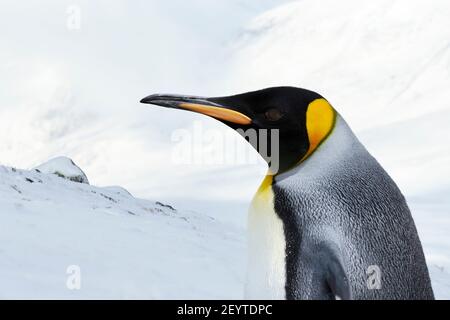 Primo piano di un pinguino re contro le montagne bianche in inverno. Foto Stock