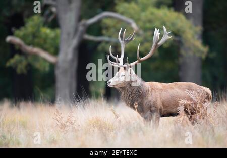 Primo piano di un cervo rosso in autunno, Regno Unito. Foto Stock