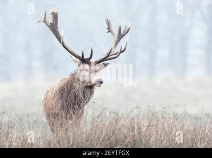 Primo piano di un cervo rosso in prima neve in inverno, Regno Unito. Foto Stock