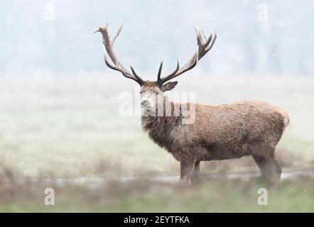 Primo piano di un cervo rosso in prima neve in inverno, Regno Unito. Foto Stock
