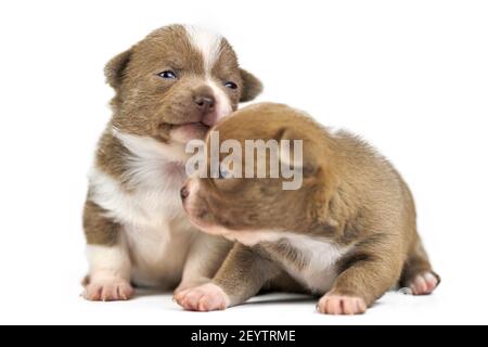 Due cuccioli di Chihuahua su sfondo bianco isolato. Carino shorthaered razza di cani marroni. Foto Stock