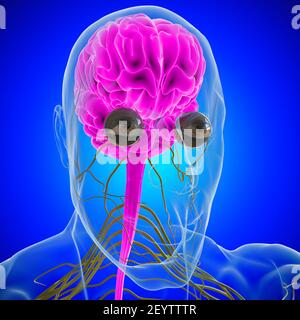 Anatomia cerebrale umana per l'illustrazione 3D del concetto medico Foto Stock