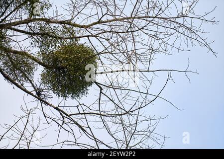 L'album Viscum arbusti su rami di alberi. Il genere Hemiparassiti ospita su un albero giovane nel parco cittadino. Mistletoe europeo. Foto Stock