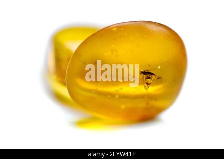 Pietre di ambra con zanzara, sfondo bianco isolato. Pietra giallo brillante dal Mar Baltico. Minerale naturale per gioielli. Primo piano, foto macro. Foto Stock